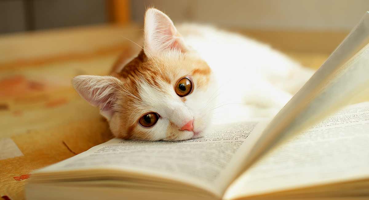 Cat Books The Best Cat Books To Read And Gift In 2020