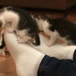 How To Stop A Kitten From Biting - An Expert Guide By A Cat Behaviorist