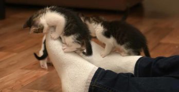 How To Stop A Kitten From Biting - An Expert Guide By A Cat Behaviorist