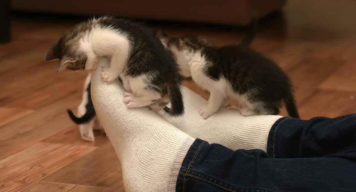 Stop your kitten from biting hotsell