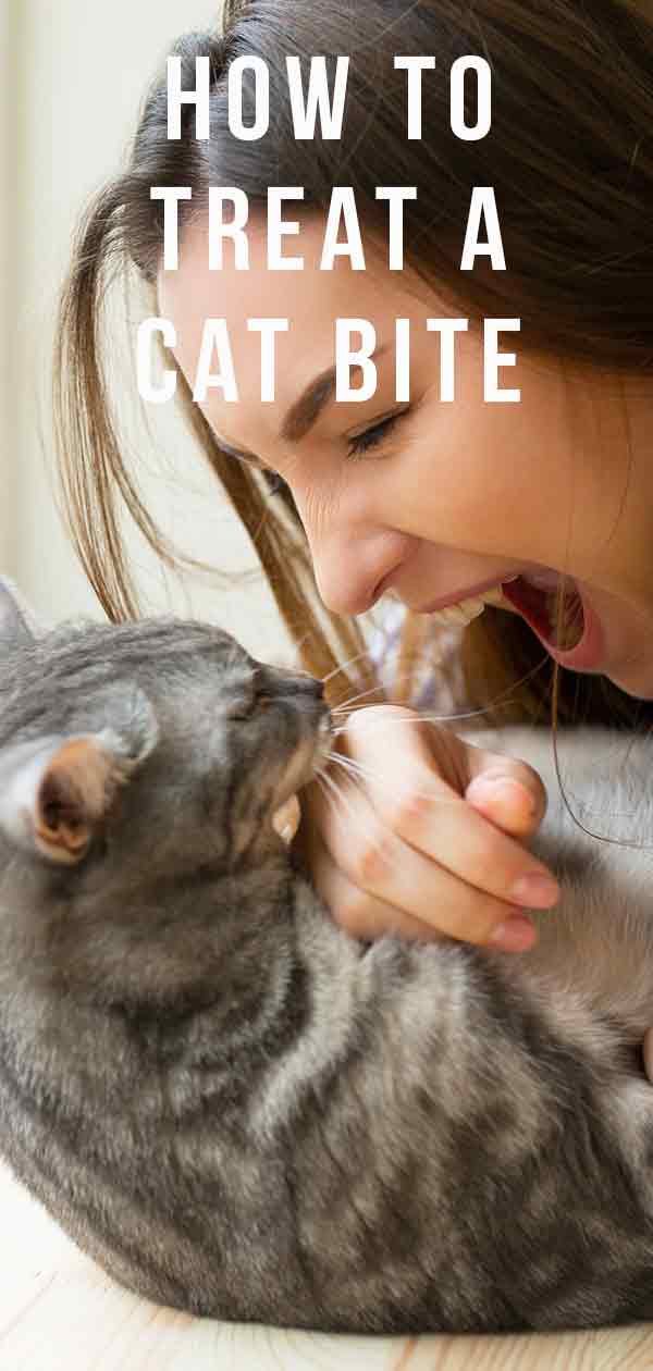 how and when to treat cat bites