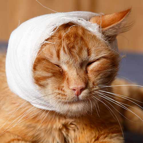 ginger cat with bandage