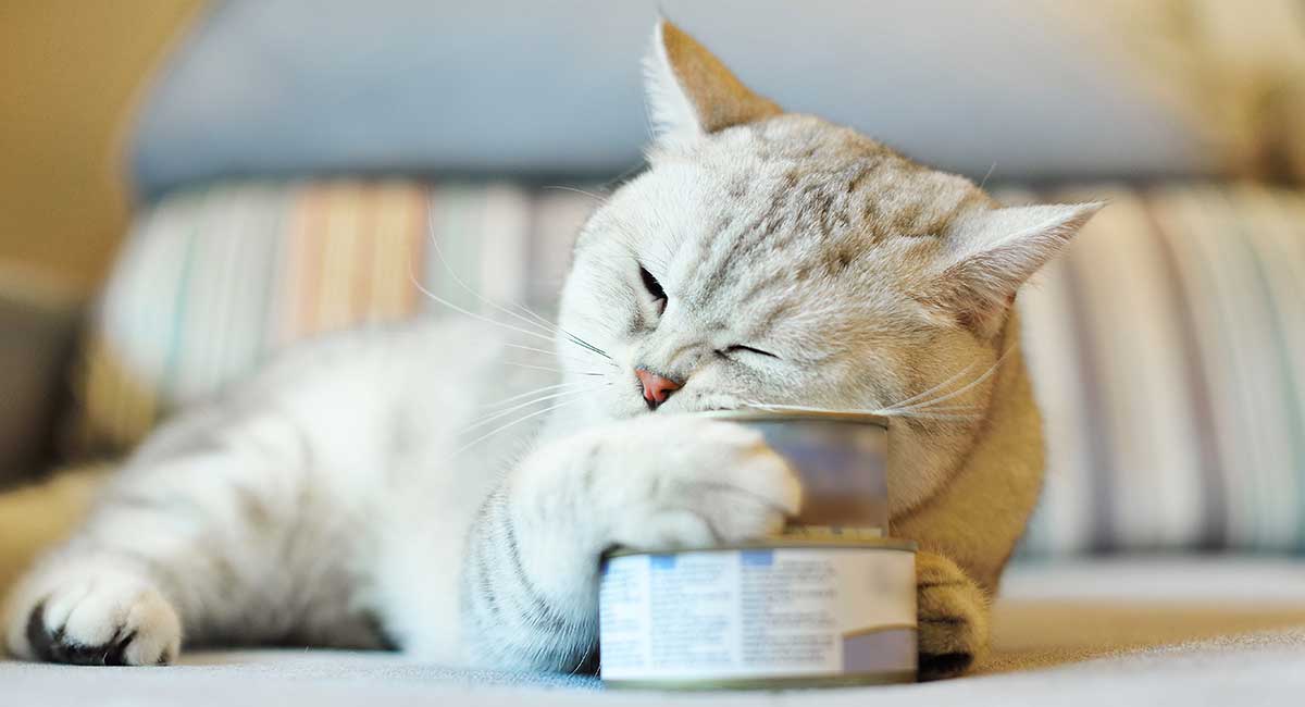 Best kitten deals treats 2019