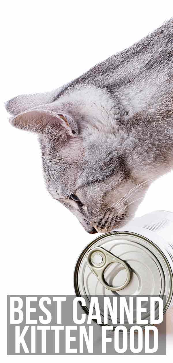Best Canned Kitten Food For Your Tiny New Friend