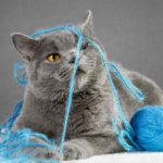 british blue cat names
