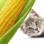 can cats eat corn