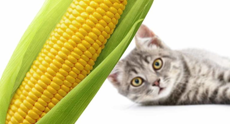 can cats eat corn