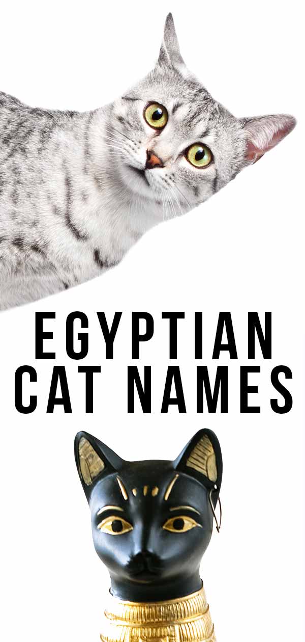 nomi di gatti egiziani