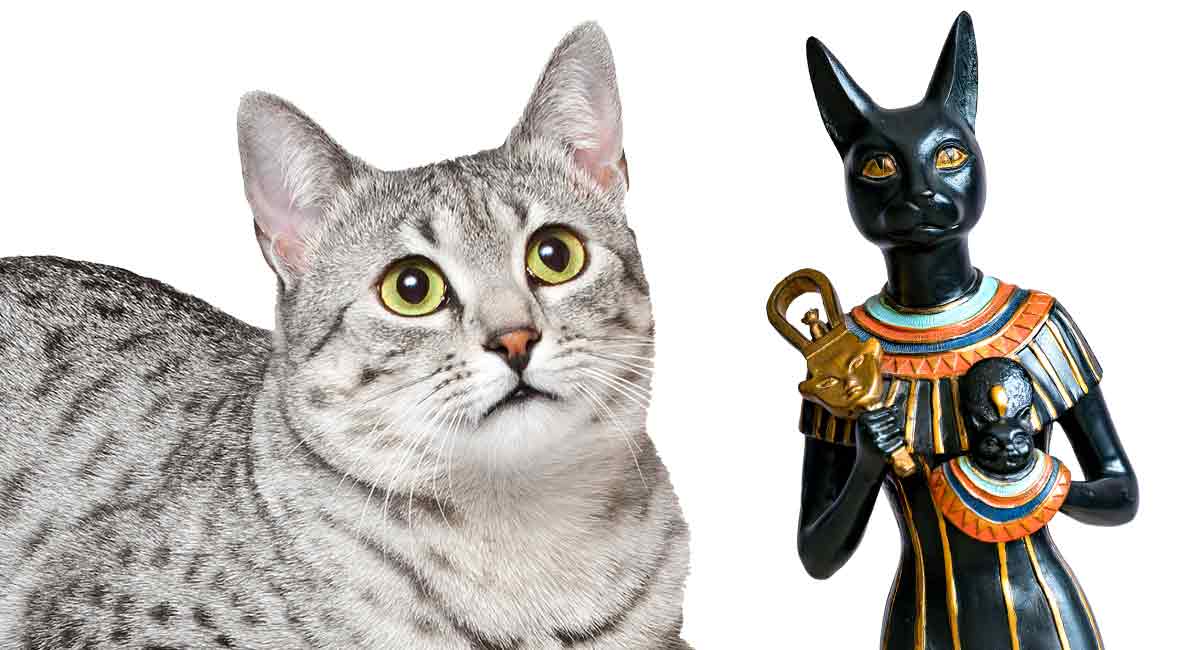 egyptian cat names