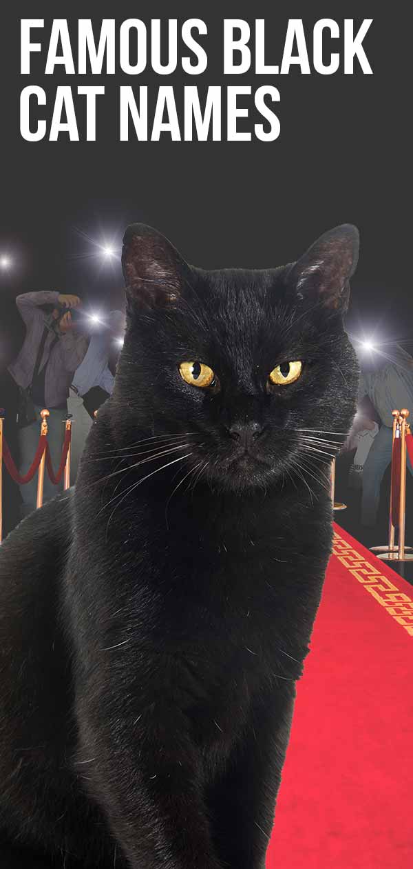 Famous Black Cat Names: How Many Do You Recognize?