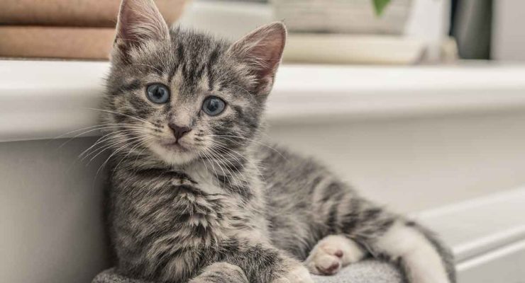 black gray tabby cat black gray tabby cat