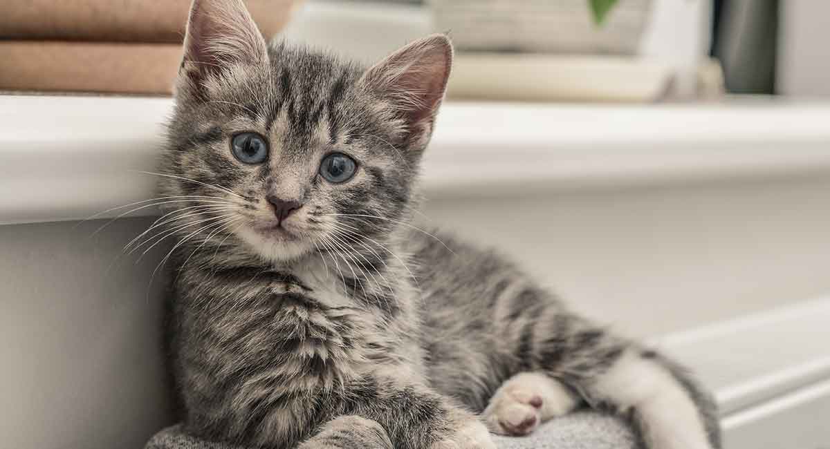 brindle gray cat