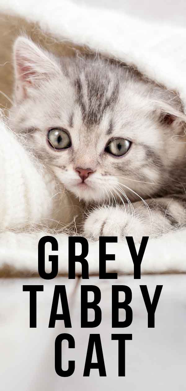 grey tabby cat