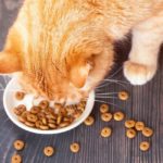 healthiest dry cat food