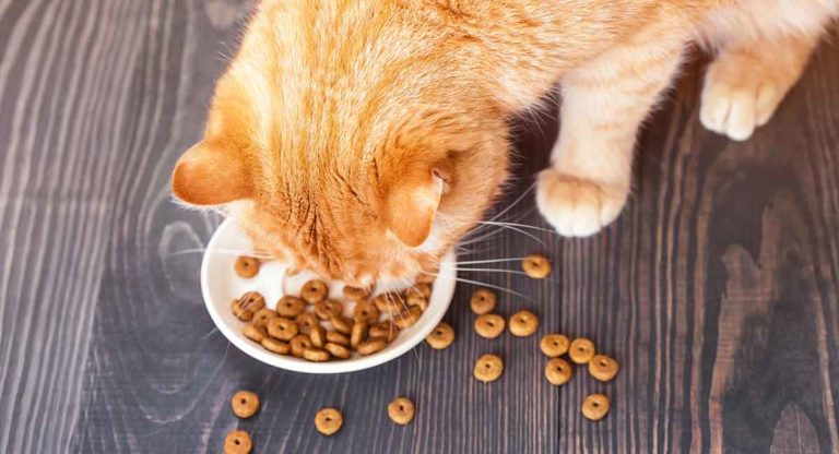 healthiest dry cat food