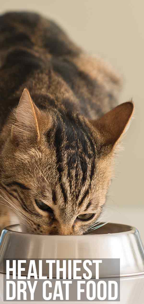 Healthiest Dry Cat Food Options For Cats That Love The Crunch