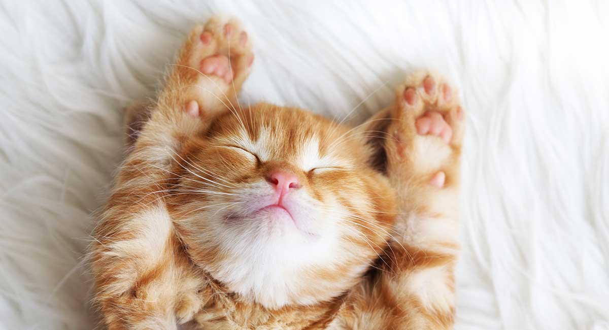 orange and white cat genetics