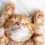 orange and white cat