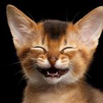 punny cat names