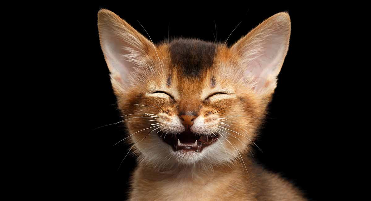 Punny Cat Names - Purrfect Ideas For A-mew-sing Names Punny Cat Names - Purrfect Ideas For A-mew-sing Names