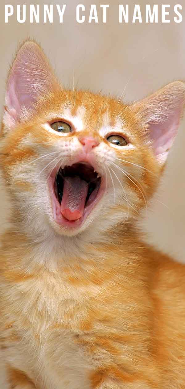 Punny Cat Names - Purrfect Ideas For A-mew-sing Names Punny Cat Names - Purrfect Ideas For A-mew-sing Names