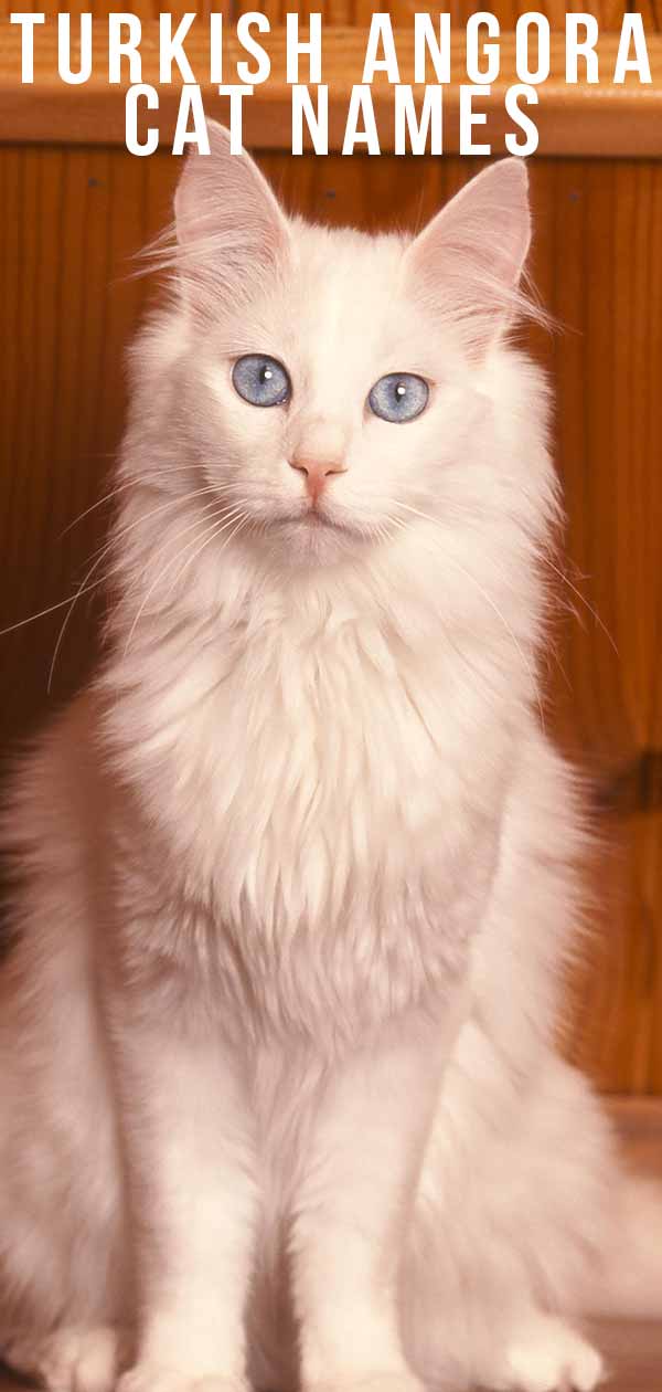  turkish angora cat names