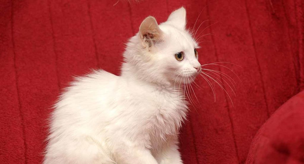Turkish Angora Cat Names 150 Ideas For Your White Beauty