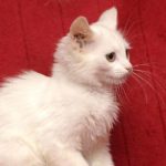 turkish angora cat names