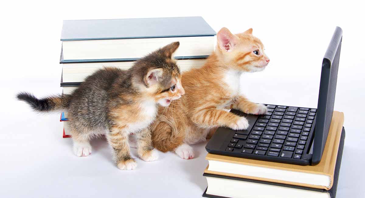 Funny Cat Quotes Dozens Of Hilarious Kitty Based Quips