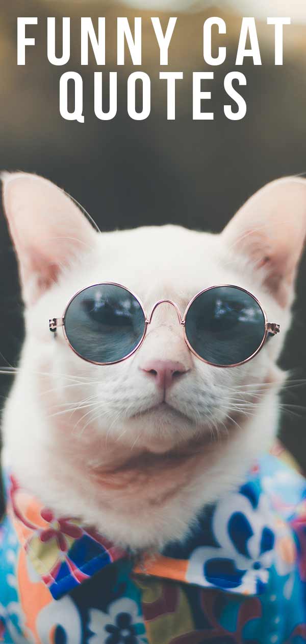 Funny Cat Quotes - Dozens of Hilarious Kitty Based Quips Funny Cat Quotes - Dozens of Hilarious Kitty Based Quips
