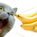 can cats eat bananas