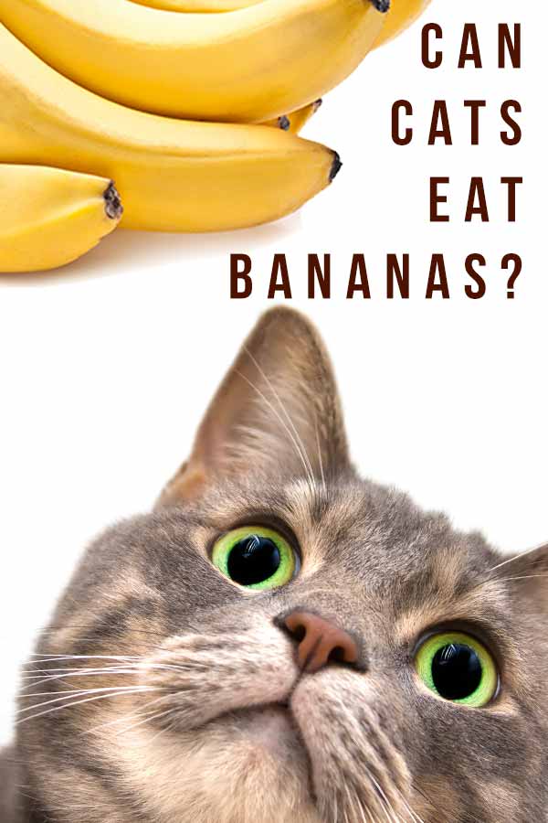 can cats eat bananas