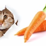 can cats eat carrots