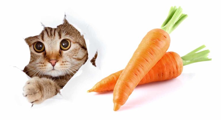 can cats eat carrots
