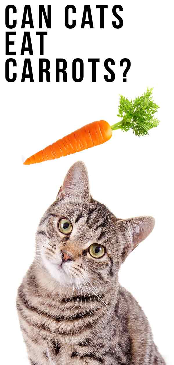 Can Cats Eat Carrots Or Is This A Vegetable Best Left Alone?