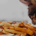 can cats eat potatoes