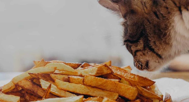 can cats eat potatoes