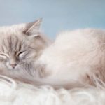 doll face persian
