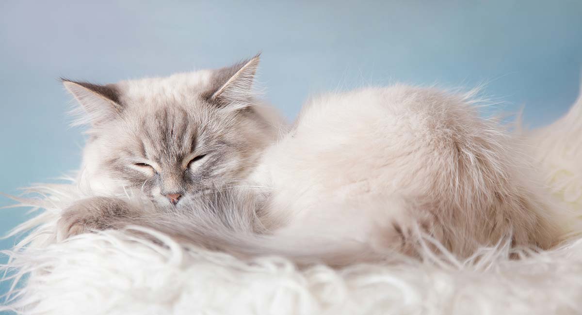 traditional persian kitten