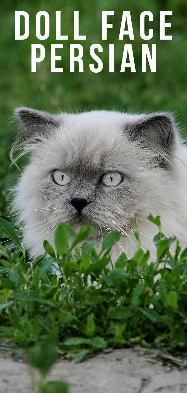 doll face persian
