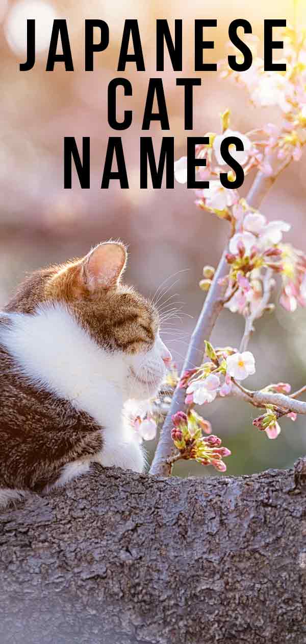 Japanese Cat Names - 180 Awesome Ideas Inspired By Japan