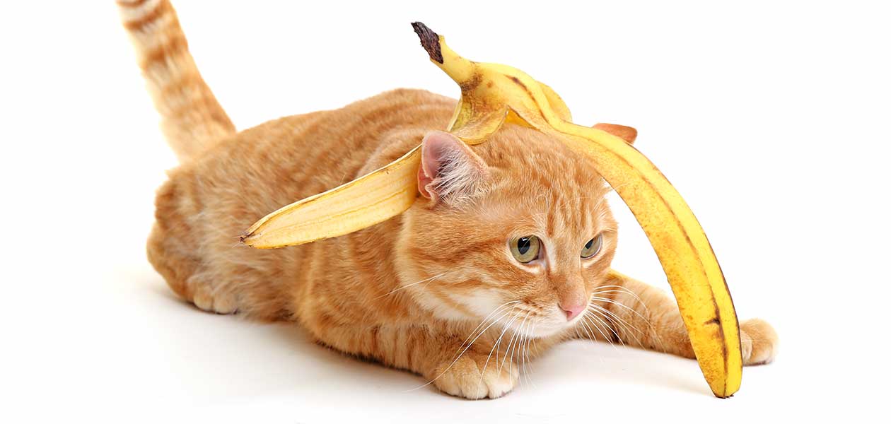 les chats peuvent-ils manger des bananes