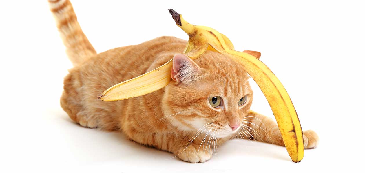 can cats eat bananas