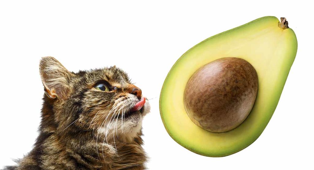 avocado cat mint avocado cat mint