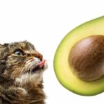 can cats eat avocados