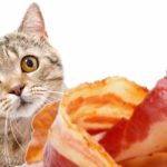 can cats eat bacon