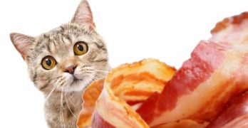 can cats eat bacon