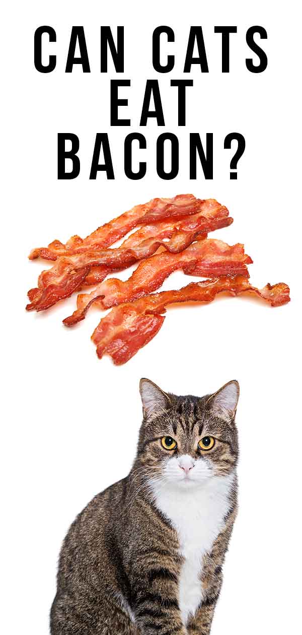 Can Cats Eat Bacon? How To Share This Treat With Your Cat