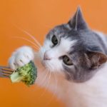 can cats eat broccoli