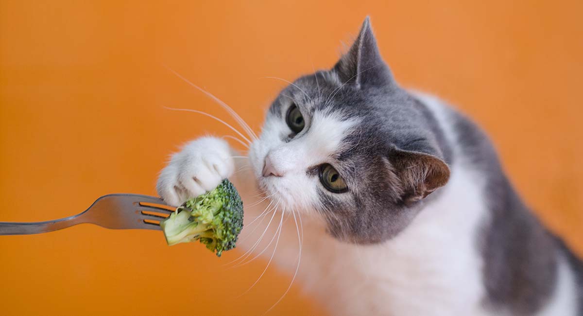 can cats digest vegetables